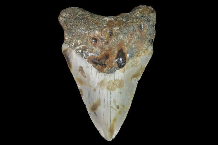 Bargain, Fossil Megalodon Tooth - North Carolina #91637